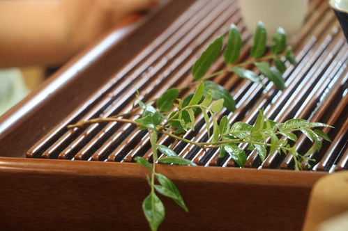 桑植茶香飄四海，鄉(xiāng)村發(fā)展譜新篇