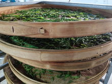 綠水青山育好茶，產(chǎn)業(yè)扶貧有希望