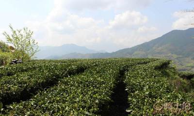 聚富春茶廠特級白毫銀針 品味福鼎白茶的全芽精華